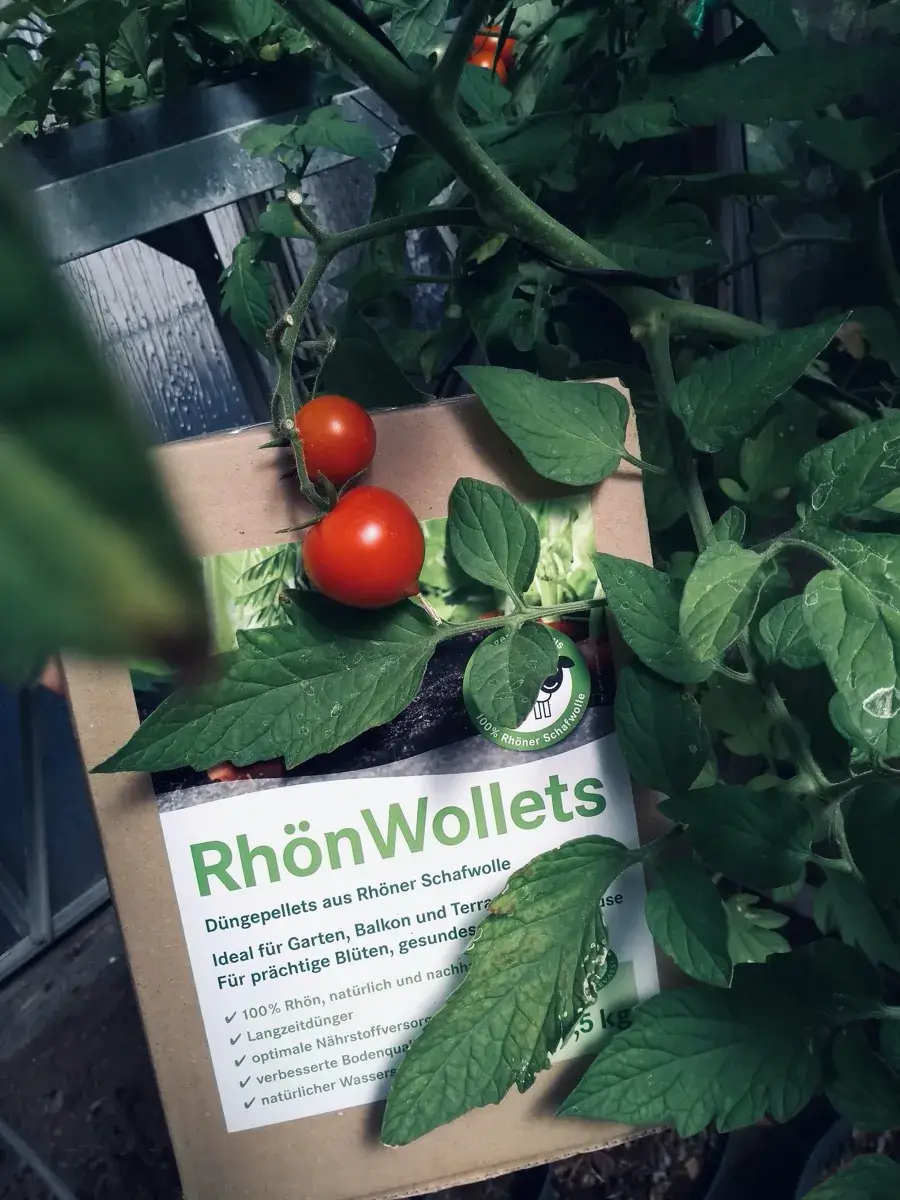 Reife Tomate am Strauch mit Rhönwollets Dünger bei Gartenbedarf Schmitt
