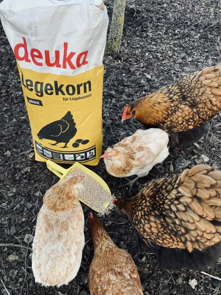Hühner essen neben einem Sack Hühnerfutter bei Gartenbedarf Schmitt in Greßthal